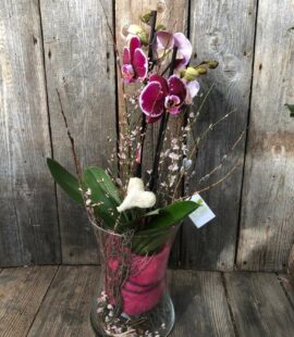 Orchidee im Glas groß