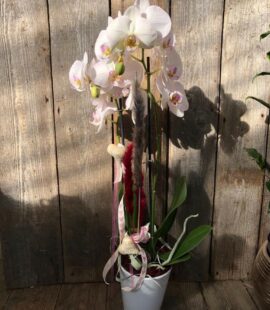 Orchidee im Übertopf
