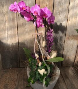 Orchidee in Schale