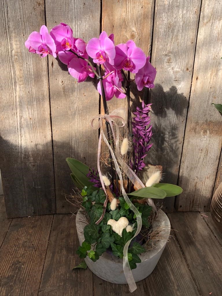 Orchidee in Schale