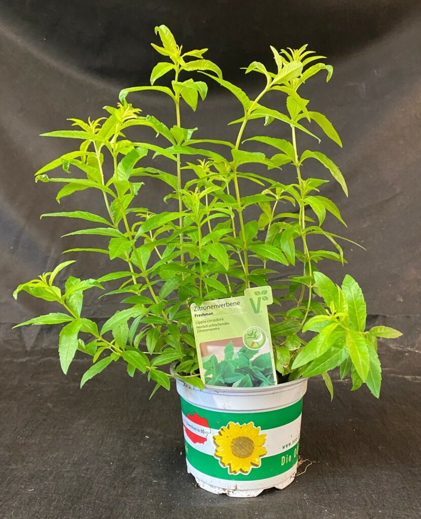 Zitronenverbene - Blumenhaus & Gartengestaltung Buttinger